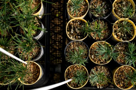 Overhead View of Seedlings, Dorena Genetic Resource Center, Umpqua national Forest