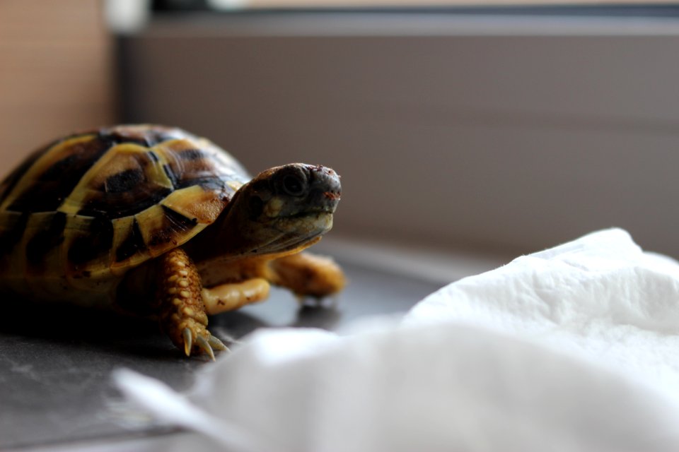 Turtle