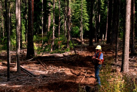 Forester inspects thinning.jpg
