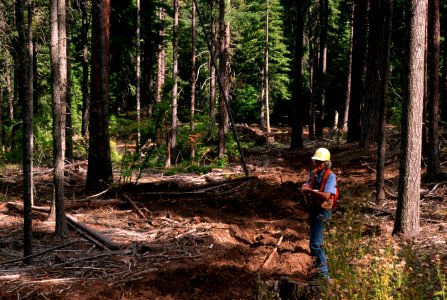 Forester inspects thinning.jpg photo