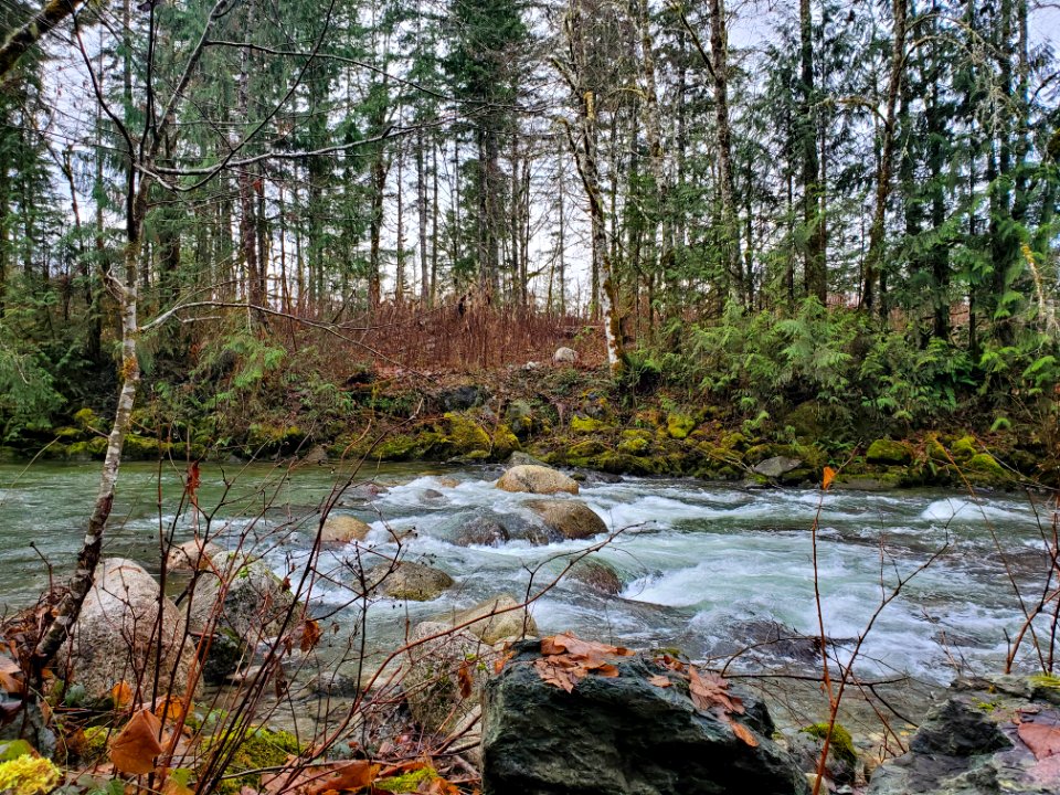 Illabot Creek, Mt. Baker-Snoqualmie National Forest. Photo by Anne Vassar December 10, 2020.
