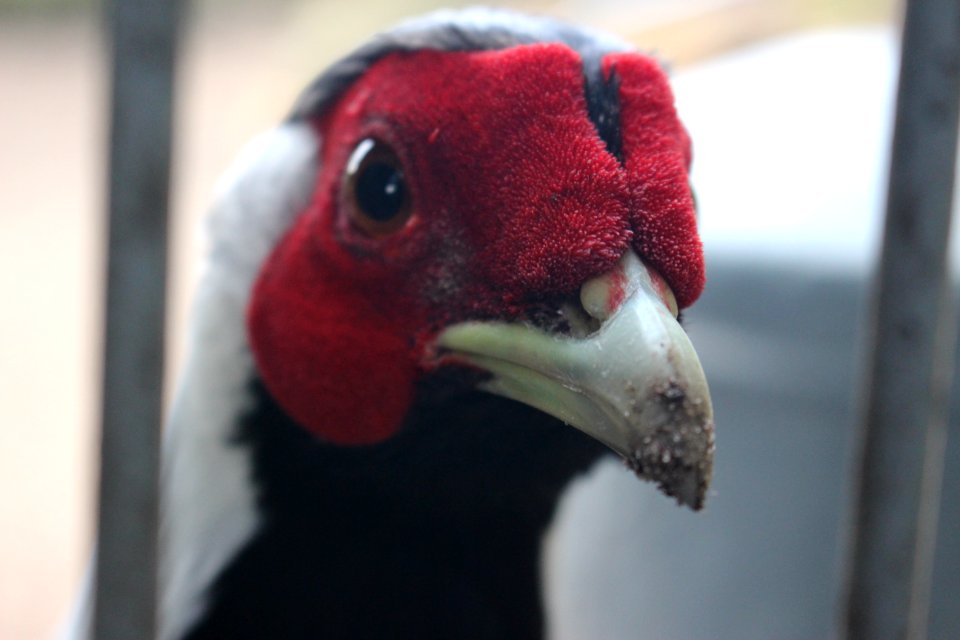 Pheasant