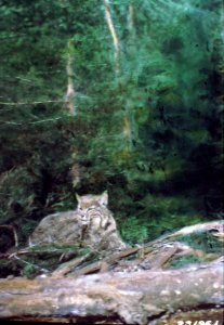 231961 Bobcat Caught in Trap, Umatilla NF
