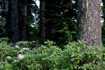 Mt Hood National Forest, douglas fir old growth-3.jpg photo
