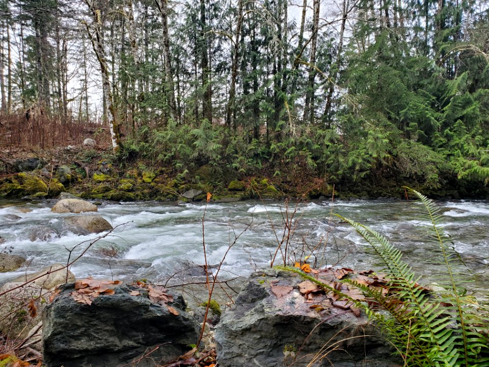 Illabot Creek, Mt. Baker-Snoqualmie National Forest. Photo by Anne Vassar December 10, 2020.