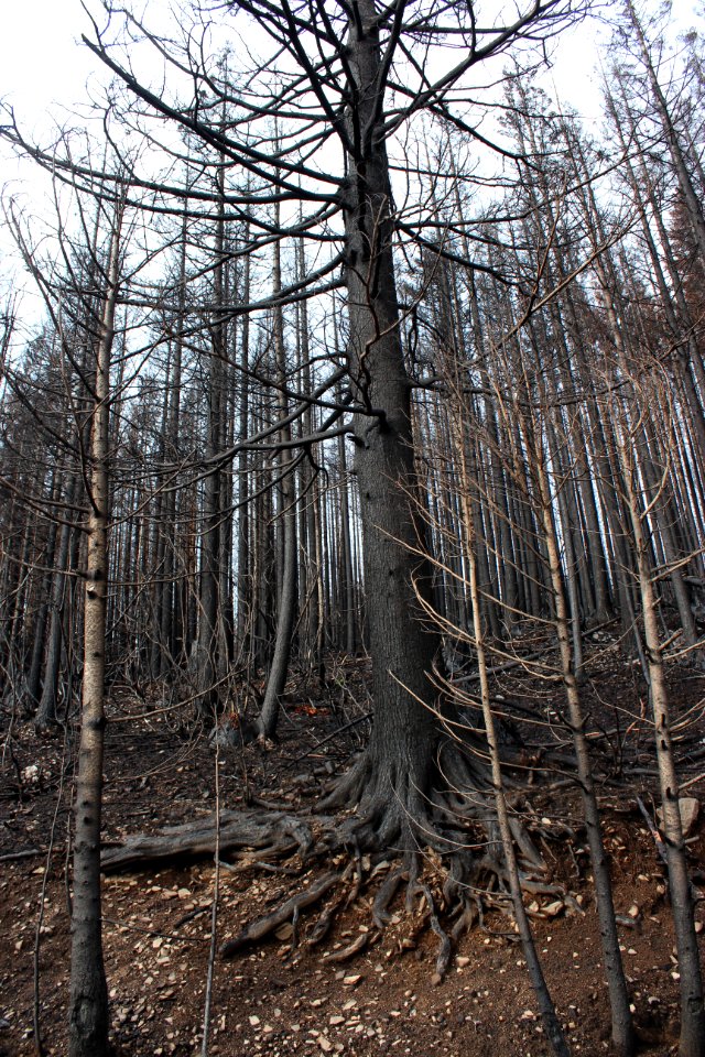 Hazard tree created by Riverside Fire, Mt. Hood National Forest