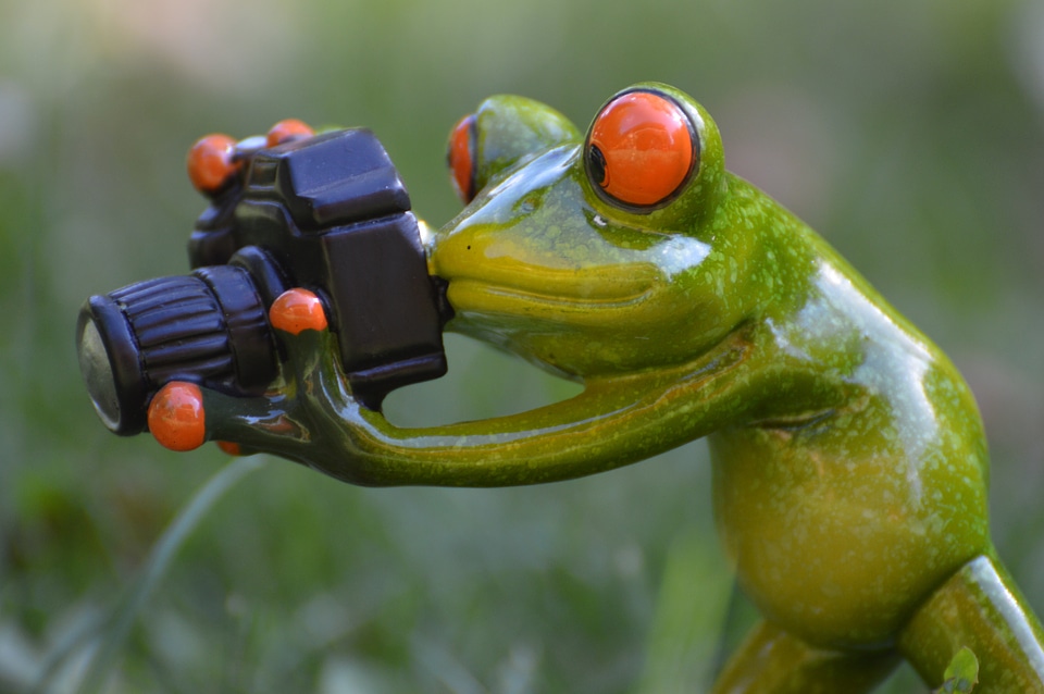 Green animal animal world