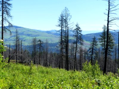 Colville NF Davis Lake June 2020 by Sharleen Puckett 2