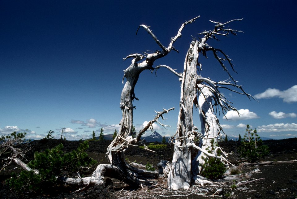 Mt Hood National Forest,white bark pine snag-2.jpg