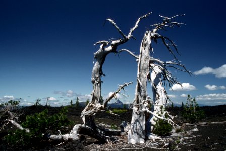 Mt Hood National Forest,white bark pine snag-2.jpg photo