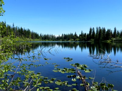 Colville NF Davis Lake Tral June 2020 by Sharleen Puckett 14