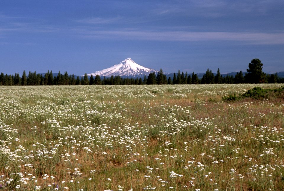 Mt Hood National Forest, Warm Springs grazing field view of Mt Hood.jpg