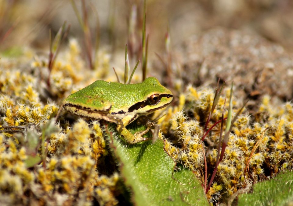 Pseudacris regills (Northern Pacific tree frog), Mount St Helens NVM on the Gifford Pinchot National Forest
