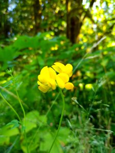 Bird's-foot trefoil near Old Sauk Trail, Mt. Baker-Snoqualmie National Forest. Photo by Anne Vassar July 30, 2020.
