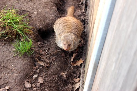Zebra mongoose