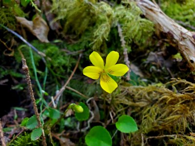 Stream violets on the Mt. Baker-Snoqualmie National Forest. Photo by Anne Vassar April 20/21, 2021.