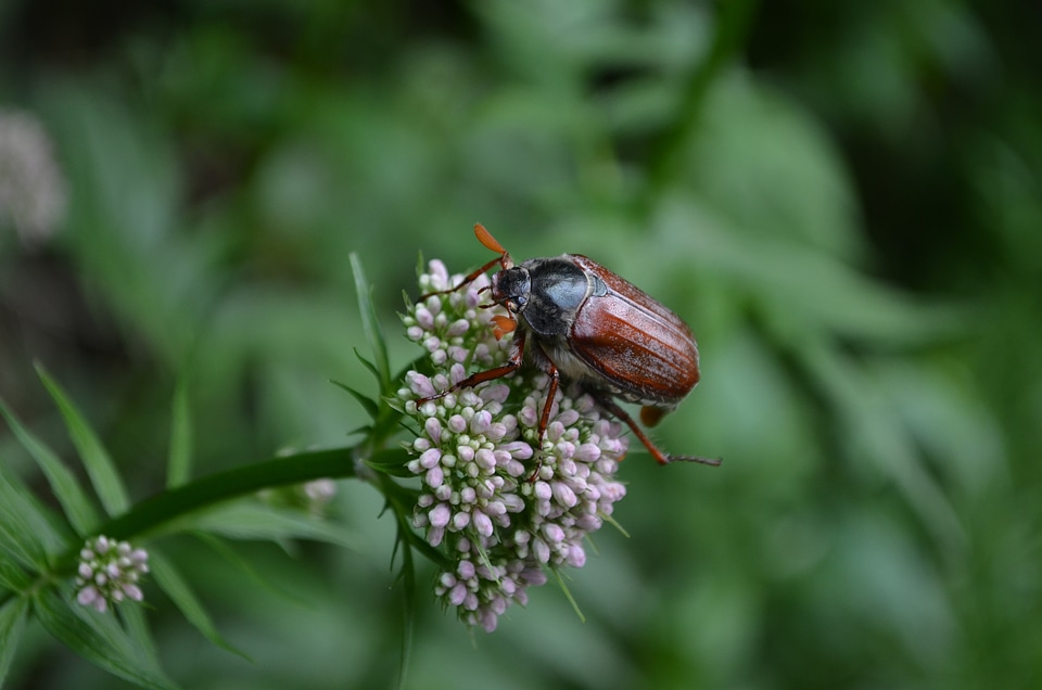 Nature insect flower