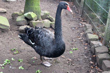 Black swann