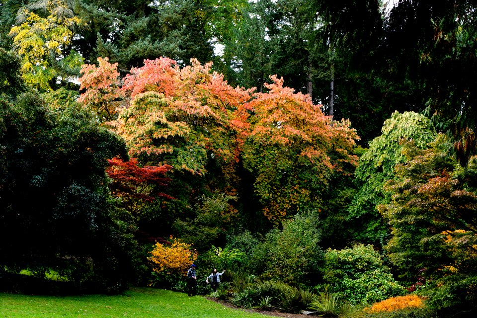 Washington Park Arboretum
