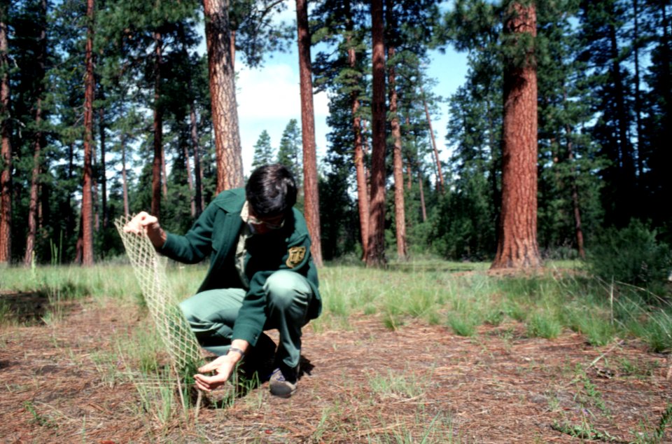 Mt Hood National Forest, silviculture.jpg