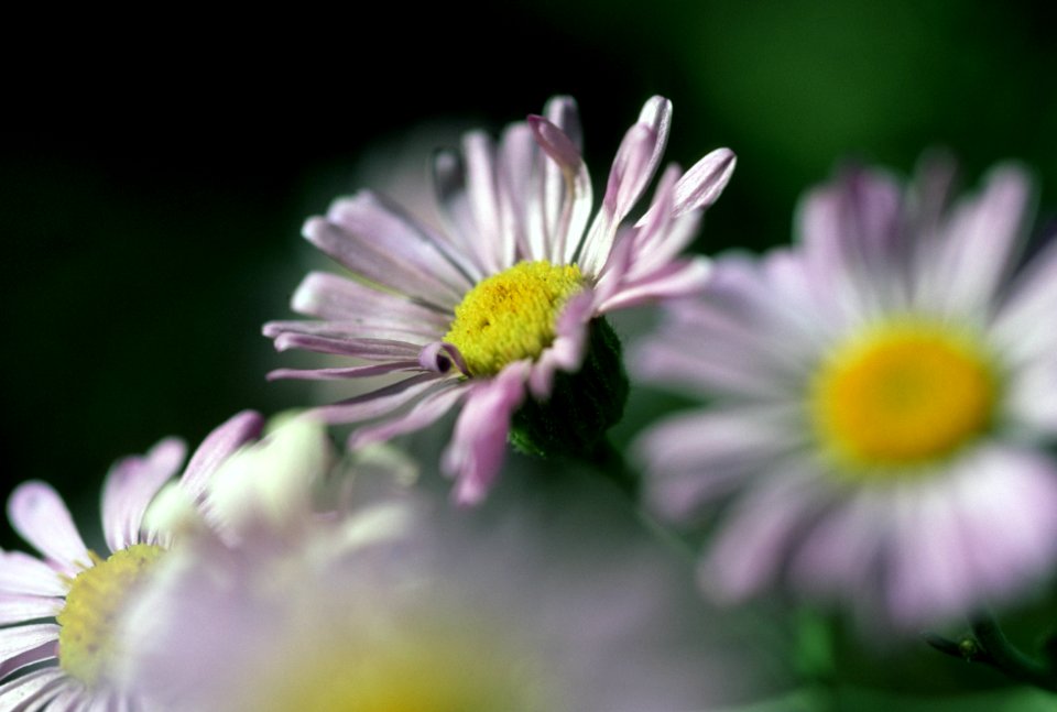Shasta Daisies.jpg