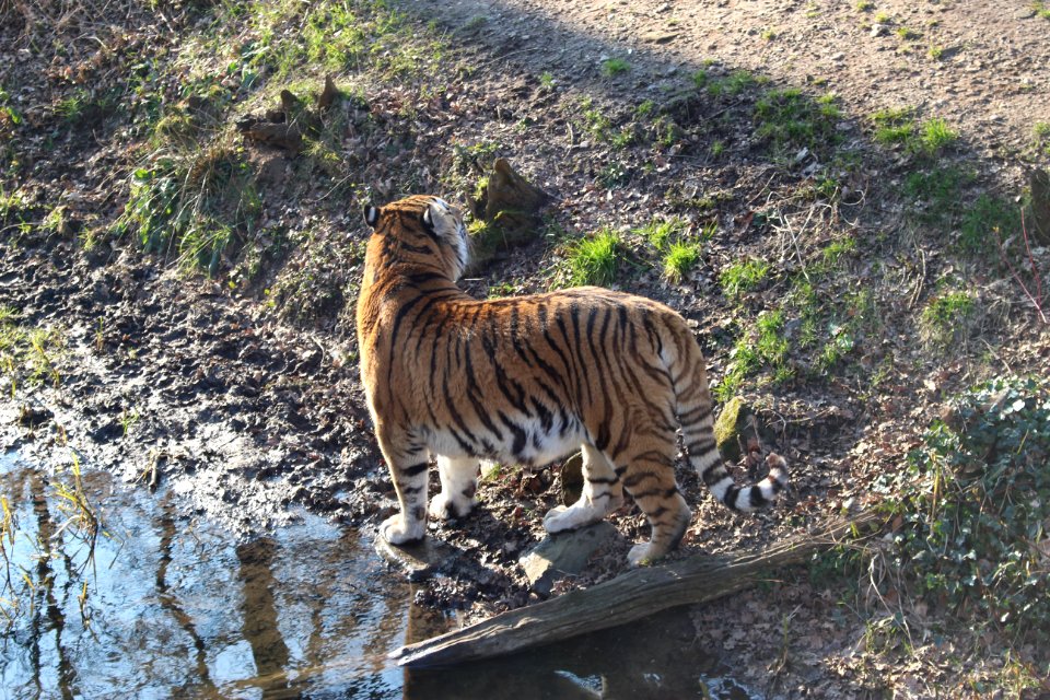 Tiger photo