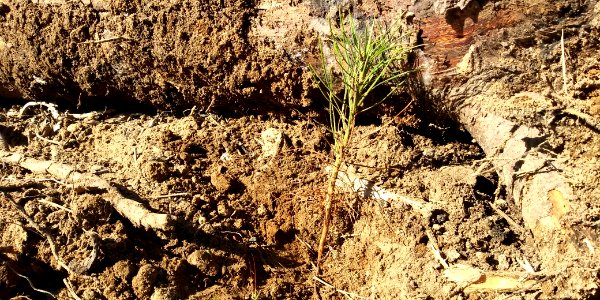 2019-May-deLeon-ColvilleNF-planting-shallow