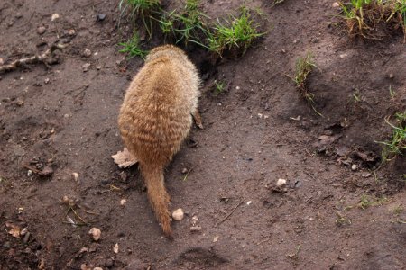 Zebra mongoose