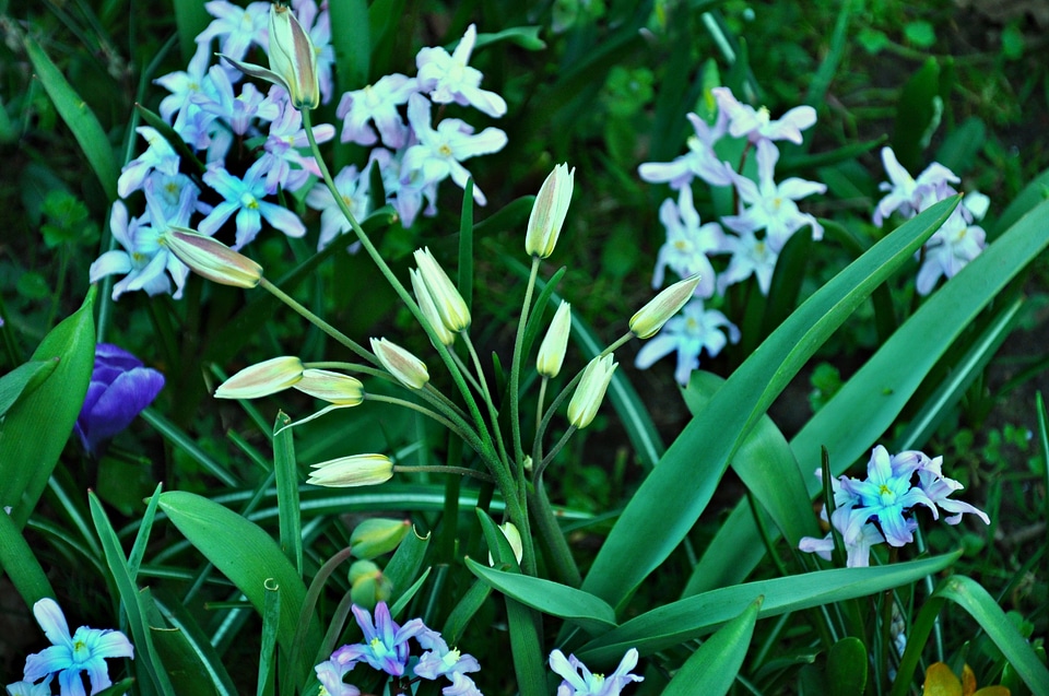 Blooming plant leaf