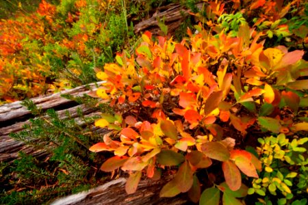 Fall Color Diorama, Willamette National Forest photo