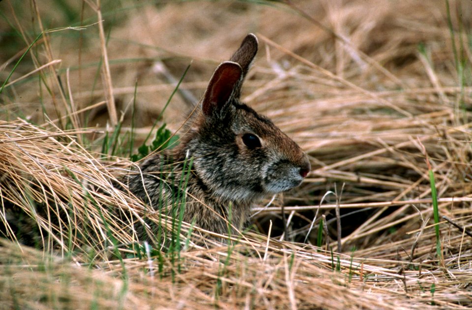 Rabbit, wildlife.jpg