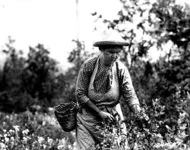 281578 Huckleberry Picker, Columbia NF, WA 1933