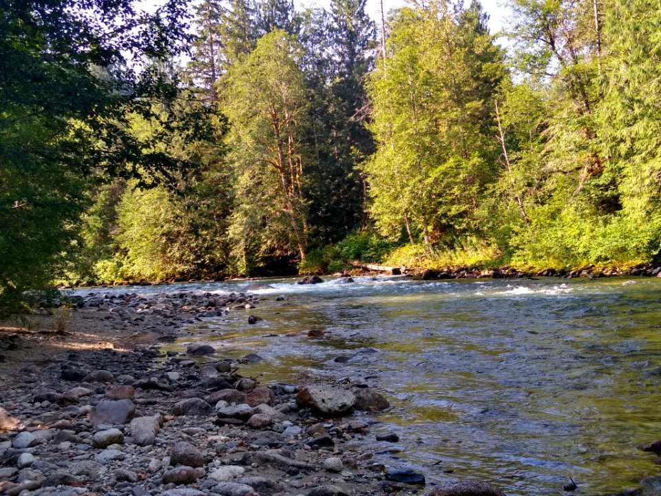 Summertime Sauk River near Bedal Campground, Mt. Baker-Snoqualmie National Forest. Photo by Anne Vassar July 30, 2020.
