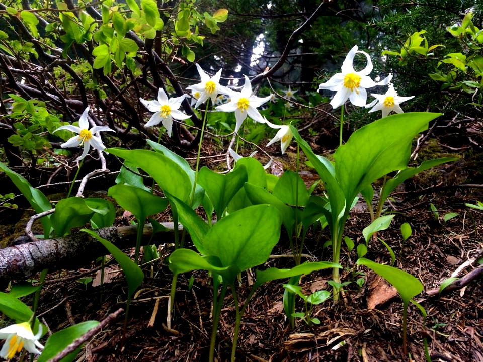 Avanlanche Lily in Quinault area, Olympic National Forest