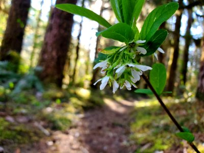 Osoberry aka Indian plum on the Mt. Baker-Snoqualmie National Forest. Photo by Anne Vassar April 21, 2021.