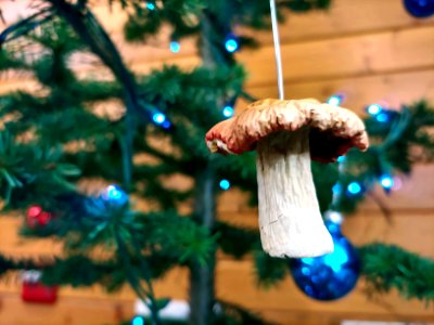 2019-Dec-deLeon-ColvilleNF-christmas-decoration-mushroom photo