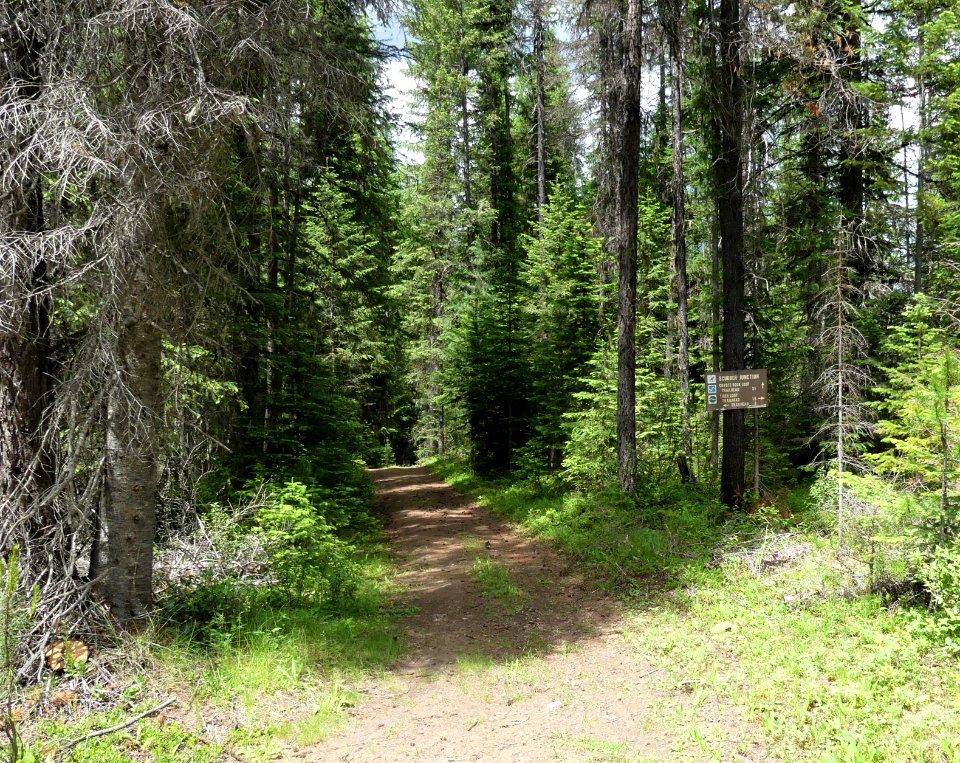 Colville NF Frater Lake June 2020 by Sharleen Puckett 16