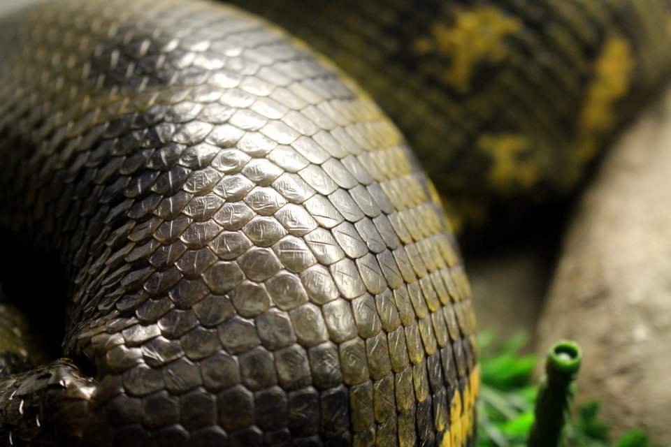 Snake