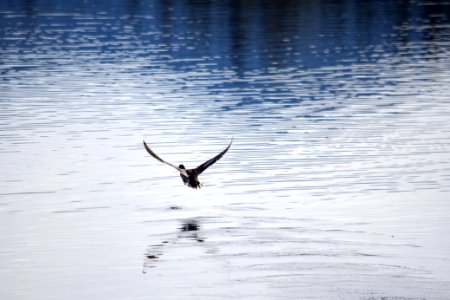 Waterfowl at Lemolo Lake, Umpqua National Forest photo