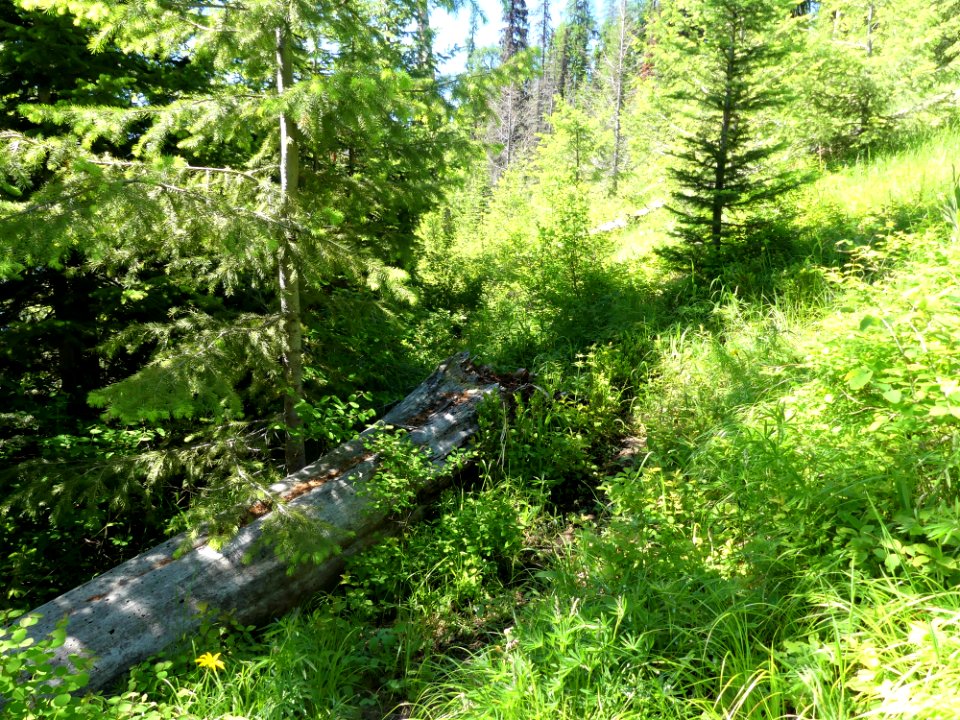 Colville NF Davis Lake Tral June 2020 by Sharleen Puckett 7