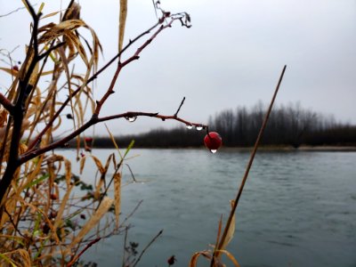 Misty morning on the Skagit River. Photo by Anne Vassar December 8, 2020.