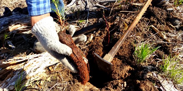 2019-May-deLeon-ColvilleNF-planting-tree-ground photo