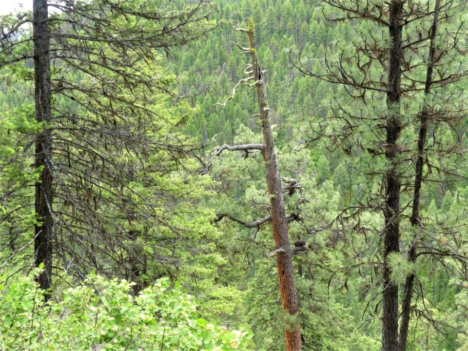 Colville NF - 10-mile trail - snag 2 - June 2020 - Sharleen Puckett
