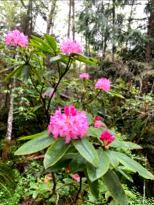 2020 Olympic Rhody flowers along Big Quilcene