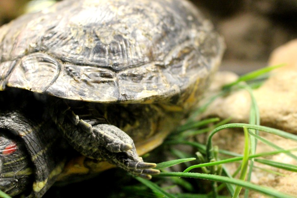 Turtle