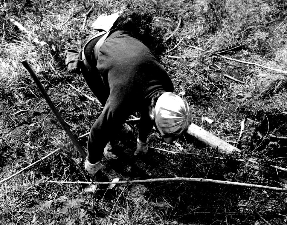 R-6 70-10-07 All Women Tree Planting Crew, Willamette NF, OR
