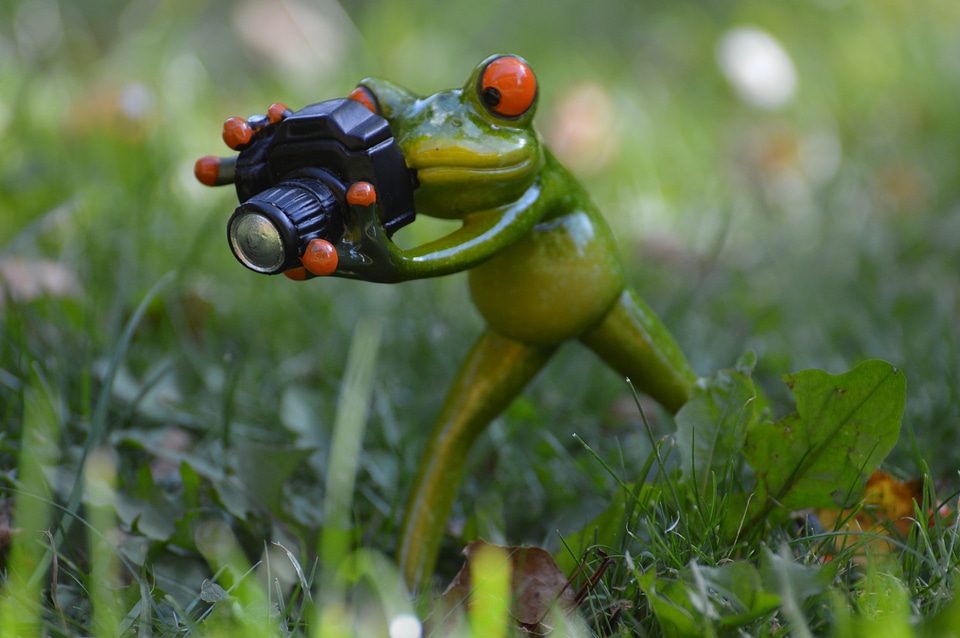 Green animal animal world