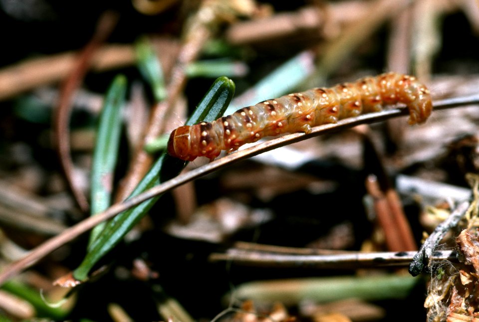 Close up spruce budworm.jpg