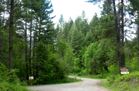 Colville NF Ferry Lake June 2020 by Sharleen Puckett 12
