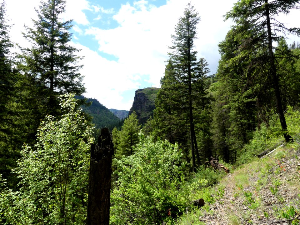 Colville NF - 10-mile trail - snag - June 2020 - Sharleen Puckett